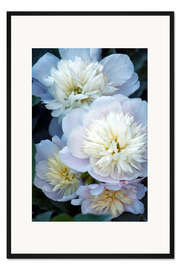 Gerahmter Kunstdruck Pfingstrose (Paeonia lactiflora)