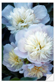 Naklejka na ścianę Peony (Paeonia lactiflora)