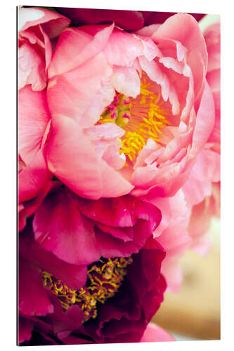 Gallery print Peony