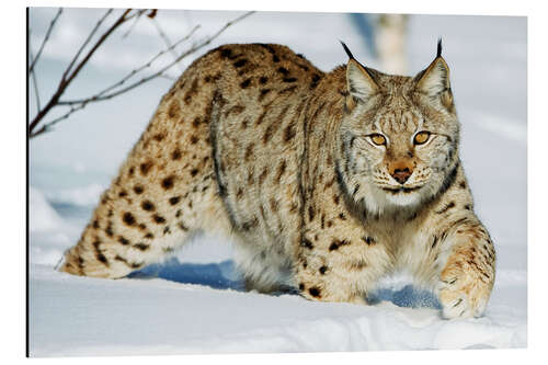 Tableau en aluminium Lynx boréal dans la neige