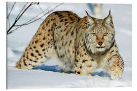 Cuadro de aluminio Lince en la nieve