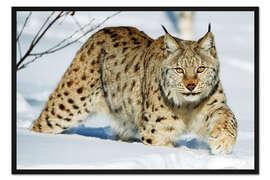 Gerahmter Kunstdruck Eurasischer Luchs im Schnee