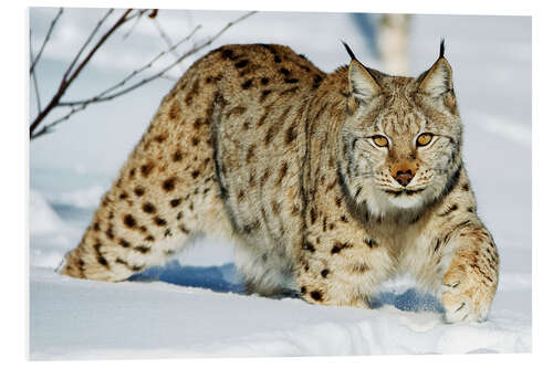 Foam board print Eurasian lynx in snow