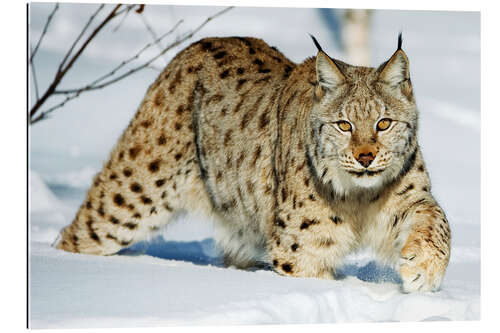 Gallery print Eurasian lynx in snow