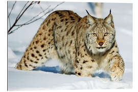 Gallery print Eurasian lynx in snow