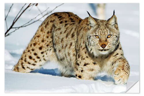 Wandsticker Eurasischer Luchs im Schnee