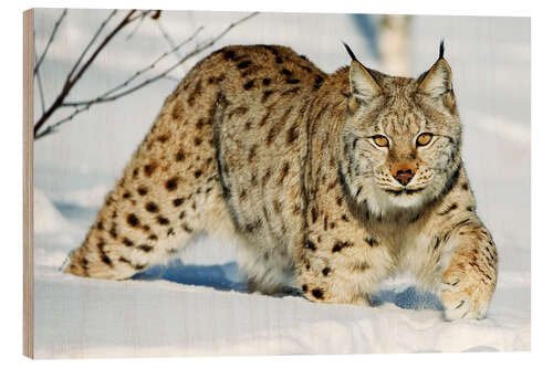 Wood print Eurasian lynx in snow