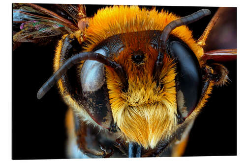 Aluminium print Male bee head