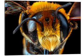 Gallery print Male bee head