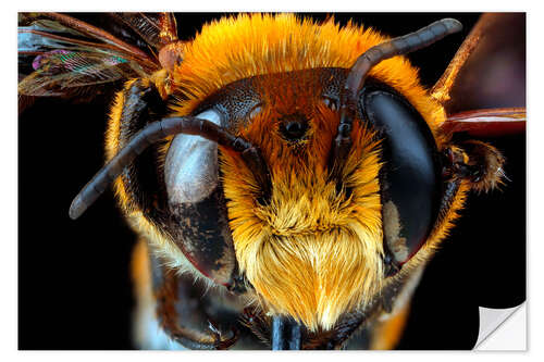 Vinilo para la pared Male bee head