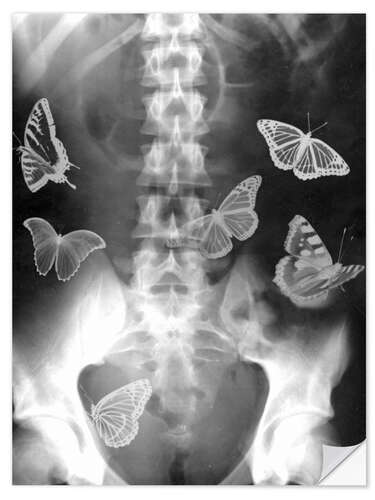 Wandsticker Schmetterlinge im Bauch