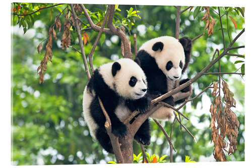Acrylglasbild Junge Pandas in einem Baum