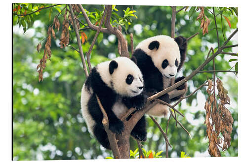 Aluminiumtavla Young Pandas in a tree