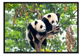 Gerahmter Kunstdruck Junge Pandas in einem Baum