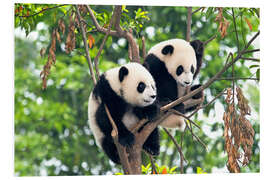 Foam board print Young Pandas in a Tree