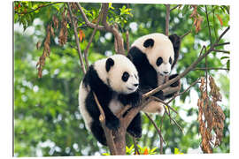 Gallery print Young Pandas in a tree