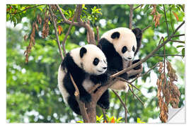 Självhäftande poster Young Pandas in a tree