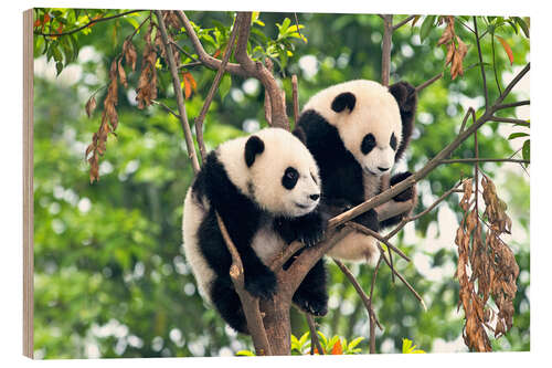 Wood print Young Pandas in a Tree