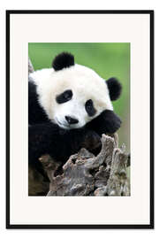 Gerahmter Kunstdruck Junger Panda