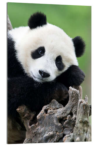 Gallery print Young panda