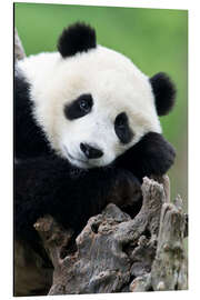 Magnettafel Junger Panda