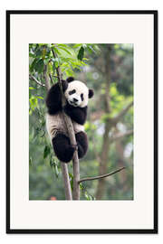 Gerahmter Kunstdruck Kletternder Panda
