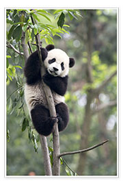 Veggbilde  Panda on a tree - Tony Camacho