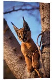Acrylic print Caracal