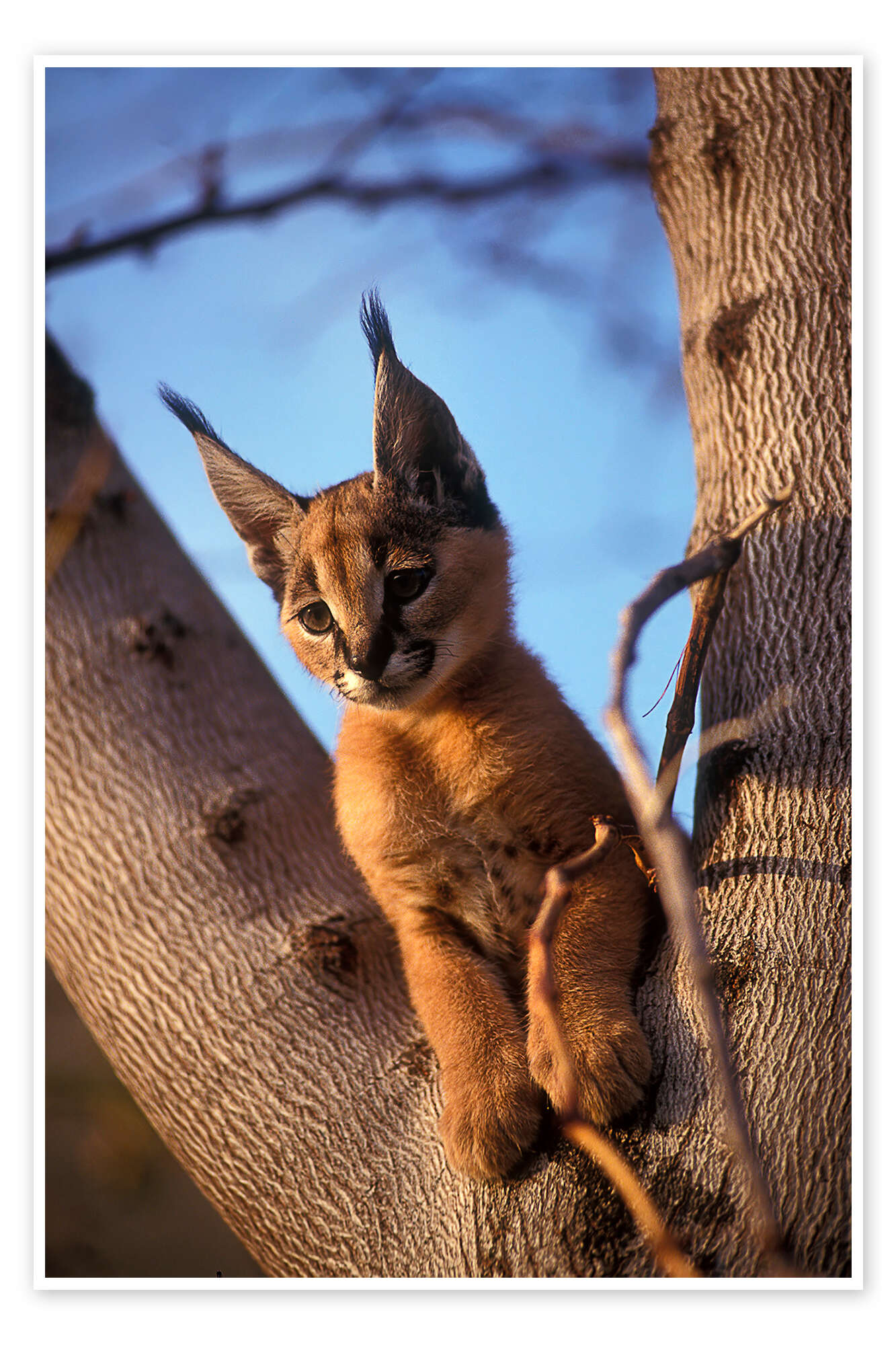 Caracal Cat One | Art Board Print