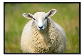 Gerahmter Kunstdruck Schaf