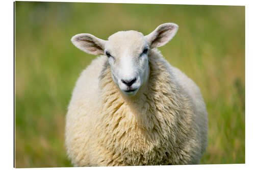 Gallery print Sheep