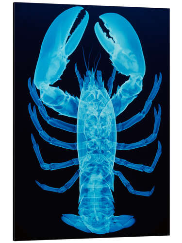 Stampa su alluminio X-ray of lobster