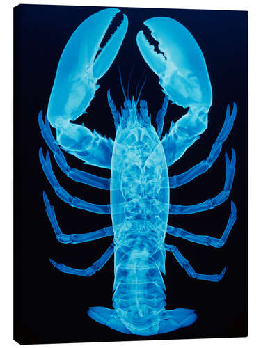 Tableau sur toile X-ray of lobster