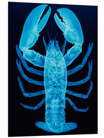 Tableau en PVC X-ray of lobster