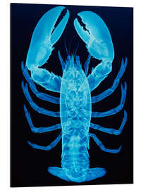 Gallery print X-ray of lobster