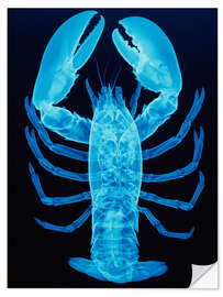 Wall sticker X-ray of lobster