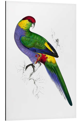 Stampa su alluminio Red capped Parakeet 1