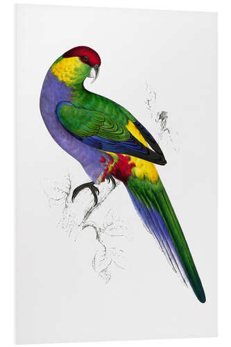 Foam board print Red capped Parakeet 1