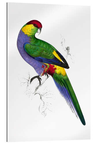 Gallery print Red capped Parakeet 1