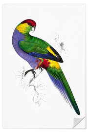 Wall sticker Red capped Parakeet 1