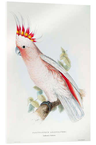 Acrylic print Leadbetter's Cockatoo