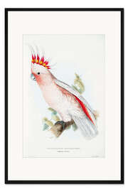 Gerahmter Kunstdruck Inka-Kakadu