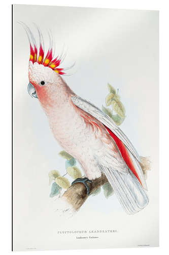 Gallery print Leadbetter's Cockatoo