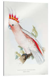 Galleritryk Leadbetter&#039;s Cockatoo