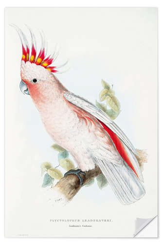 Sisustustarra Leadbetter's Cockatoo