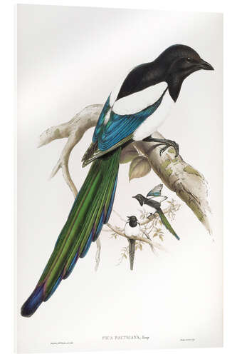 Quadro em acrílico Afghan Magpie