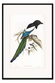 Gerahmter Kunstdruck Afghanische Elster