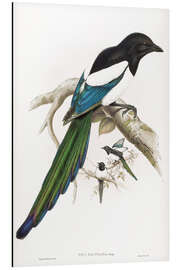 Magnettafel Afghanische Elster