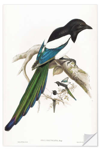 Wall sticker Afghan Magpie