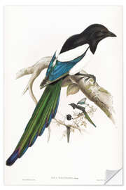 Wall sticker Afghan Magpie